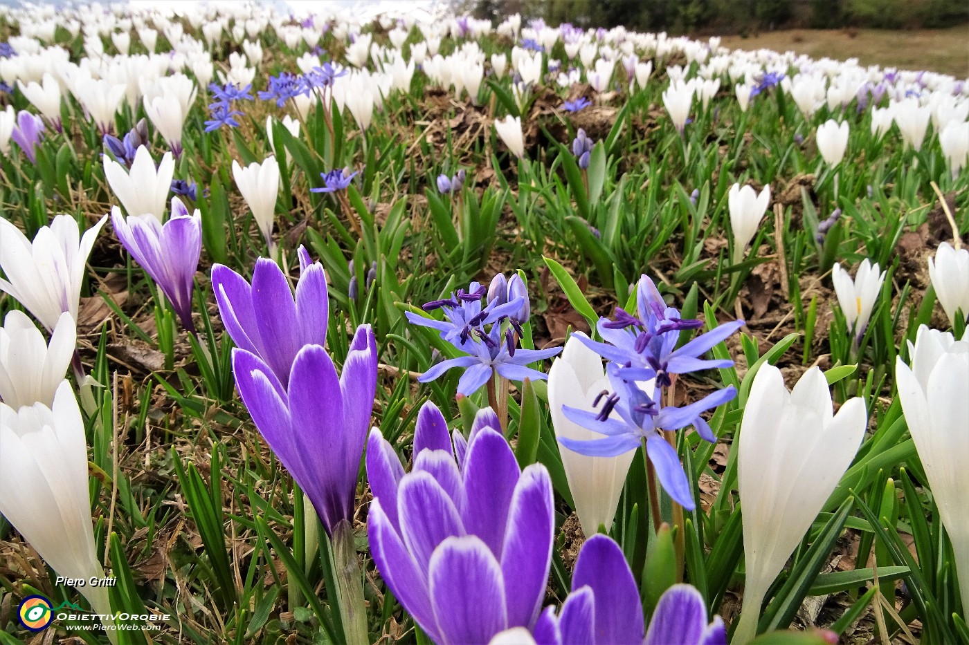 62 Distese di crocus bianchi e viola.JPG